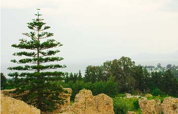 Best Time to Book a Flight to Tunis